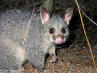 Common Brushtail Possum image