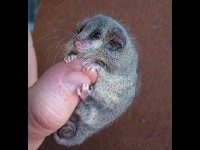 Little Pygmy Possum image