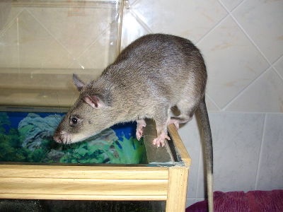 Pouched Rat  