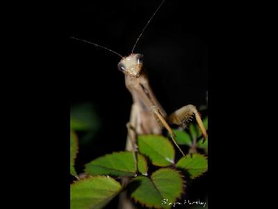 Praying Mantis  