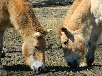 Przewalski's Horse image