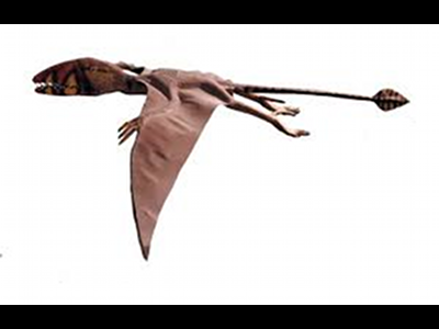 Pterosaur  -  Dimorphodon