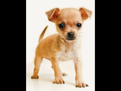 Puppy  -  Chihuahua Puppy