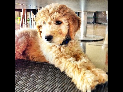 Puppy  -  Goldendoodle Puppy