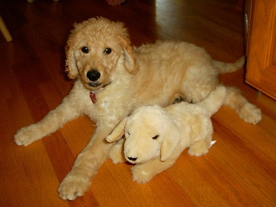 Puppy  -  Goldendoodle Puppy