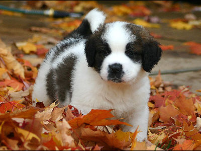 Puppy  -  Saint Bernard