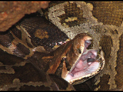 python/python_Burmese_Python