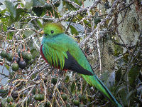 Resplendent Quetzal image