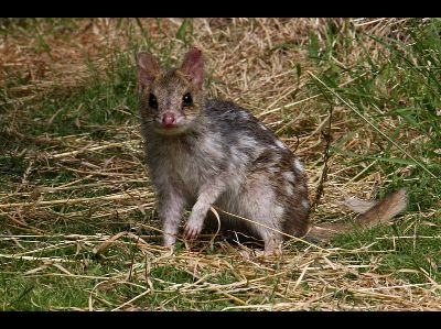 Quoll  -  Eastern Quoll