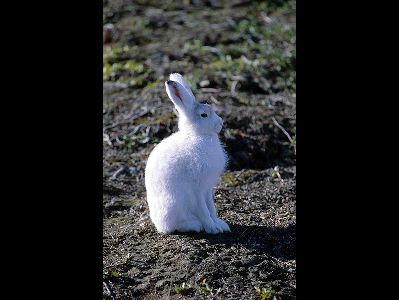 Rabbit  -  Arctic Hare
