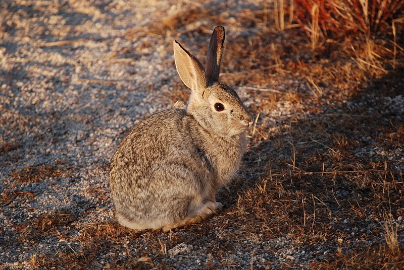 Rabbit - Desert Cottontail Information for Kids
