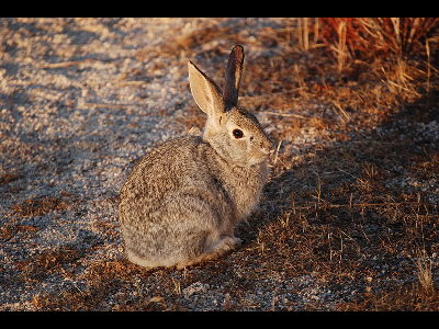 Rabbit  -  Desert Cottontail