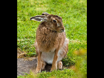 Rabbit  -  European Hare