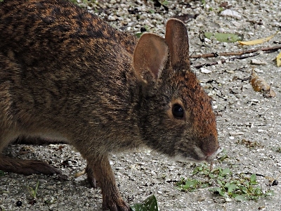 Rabbit  -  Marsh Rabbit