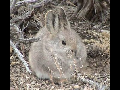 Rabbit  -  Pygmy Rabbit