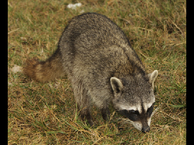 Raccoon  -  Cozumel Raccoon