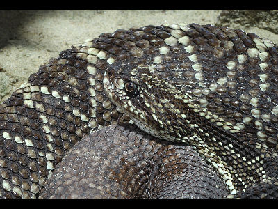 Rattlesnake  -  Tropical Rattlesnake