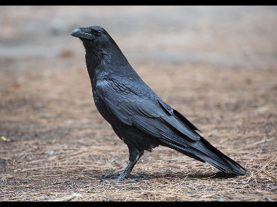Raven  -  Common Raven