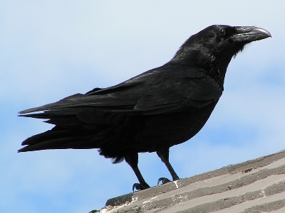 Raven  