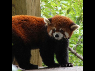Red Panda  