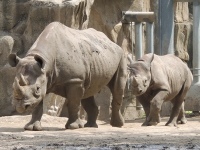 Rhinoceros image