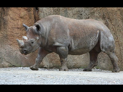 Rhinoceros  -  Black Rhinoceros