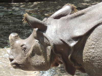 Rhinoceros  -  Indian Rhinoceros