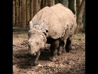 Javan Rhinoceros image