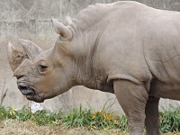 White Rhinoceros image