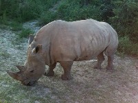 rhinoceros/rhinoceros_White_Rhinocerosimage1