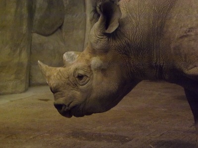 Rhinoceros  -  White Rhinoceros