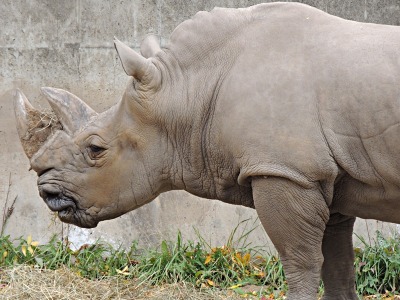 Rhinoceros  -  White Rhinoceros