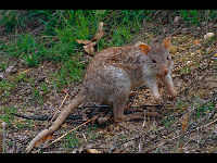 Rufous Rat-kangaroo image
