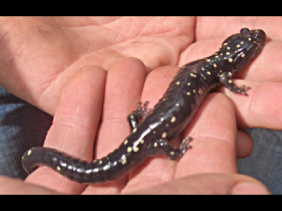 Salamander  -  Black Salamander