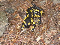 Fire Salamander image