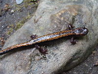 Gold-striped Salamander image