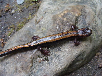 Salamander  -  Gold-striped Salamander
