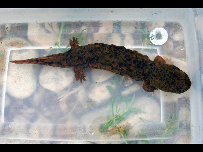 Salamander  -  Hellbender