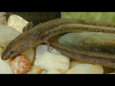 Salamander  -  Northern Dwarf Siren