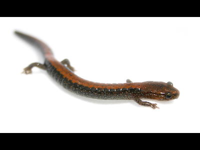 Salamander  -  Red Back Salamander
