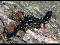 Slimy Salamander image