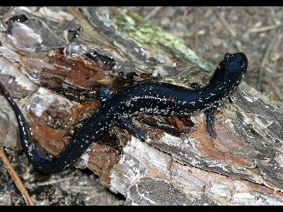 Salamander  -  Slimy Salamander
