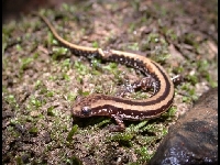 Three-lined Salamander image