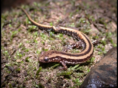 Salamander  -  Three-lined Salamander