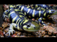 Tiger Salamander image