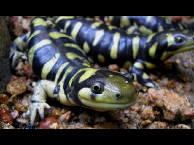 Salamander  -  Tiger Salamander