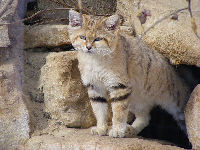 Sand Cat image