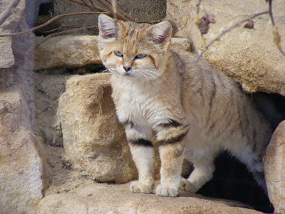 Sand Cat  