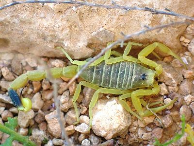 Scorpion  -  Deathstalker