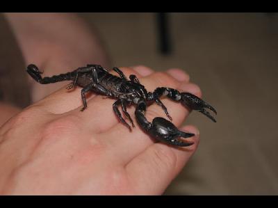 Scorpion  -  Giant Forest Scorpion